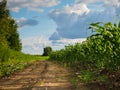 Corn field. Rural road. The concept of high yields, agriculture Royalty Free Stock Photo