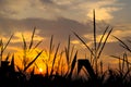 Corn field silhouettes at sunset on a cloudy day