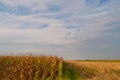 Corn Field and Sky Royalty Free Stock Photo