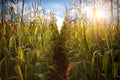 Corn field and sky with beautiful clouds Royalty Free Stock Photo