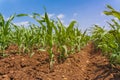 Corn field and sky with beautiful clouds Royalty Free Stock Photo
