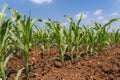 Corn field and sky with beautiful clouds Royalty Free Stock Photo