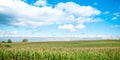 Corn field and sky with beautiful clouds Royalty Free Stock Photo