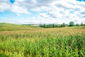 Corn field and sky with beautiful clouds Royalty Free Stock Photo