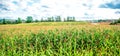 Corn field and sky with beautiful clouds Royalty Free Stock Photo
