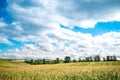 Corn field and sky with beautiful clouds Royalty Free Stock Photo
