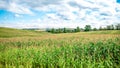 Corn field and sky with beautiful clouds Royalty Free Stock Photo