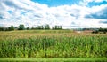 Corn field and sky with beautiful clouds Royalty Free Stock Photo