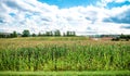 Corn field and sky with beautiful clouds