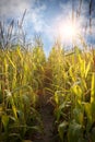Corn field and sky with beautiful clouds Royalty Free Stock Photo