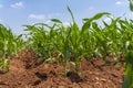 Corn field and sky with beautiful clouds Royalty Free Stock Photo