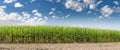 Corn Field with sky panorama Royalty Free Stock Photo
