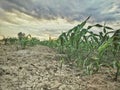 Corn field small plants in dry soil during sunset covered with clouds Royalty Free Stock Photo