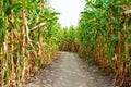 Corn field, soil and sky