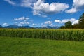 Corn field at Sorsko Polje, Gorenjska, Slovenia