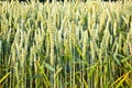 Corn field with spica in detail Royalty Free Stock Photo