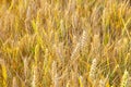 Corn field with spica in detail Royalty Free Stock Photo