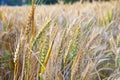 Corn field with spica in detail Royalty Free Stock Photo