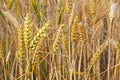 Corn field with spica in detail Royalty Free Stock Photo