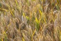 Corn field with spica in detail Royalty Free Stock Photo