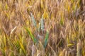 Corn field with spica in detail Royalty Free Stock Photo