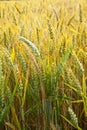 Corn field with spica in detail Royalty Free Stock Photo