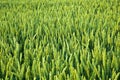 Corn field with spica in detail Royalty Free Stock Photo