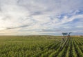 Corn field with sprinkler watering crop Royalty Free Stock Photo