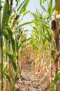 Corn field Royalty Free Stock Photo