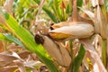 Corn field Royalty Free Stock Photo