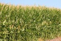 Corn Field Royalty Free Stock Photo