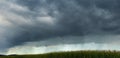 Corn field with storm cloudy sky. Damage danger, agriculture background Royalty Free Stock Photo