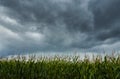 Corn field with storm cloudy sky. Damage danger, agriculture background Royalty Free Stock Photo