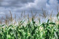 Corn field in storm Royalty Free Stock Photo