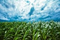 Corn field and stormy sky Royalty Free Stock Photo