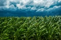 Corn field and stormy sky Royalty Free Stock Photo