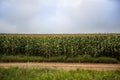 Corn field