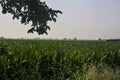 Corn field that stretches to the horizon and tree branches on a clear sky framing it Royalty Free Stock Photo