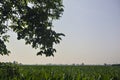 Corn field that stretches to the horizon and tree branches on a clear sky framing it Royalty Free Stock Photo