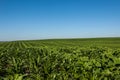 Corn field stripes Royalty Free Stock Photo