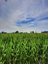Corn field in summer against a blue sky Royalty Free Stock Photo