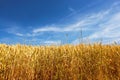 Corn field a summer day Royalty Free Stock Photo