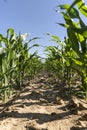 corn in the field in the summer, a large field with a good harvest of corn during blooming Royalty Free Stock Photo