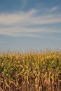 Corn field, summer time Royalty Free Stock Photo