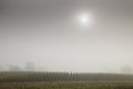 Corn field with the sun high with thick fog Royalty Free Stock Photo