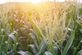 Corn field with sun light Royalty Free Stock Photo