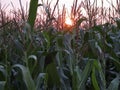 Corn field at sundown close up in summer Royalty Free Stock Photo