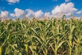 Corn field in sunny day and blue sky. Royalty Free Stock Photo