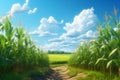 Corn Field on a sunny day Royalty Free Stock Photo