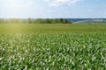 Corn field on a sunny day. Harvesting. Agriculture